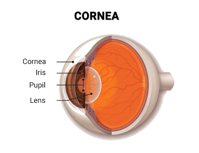 Cornea