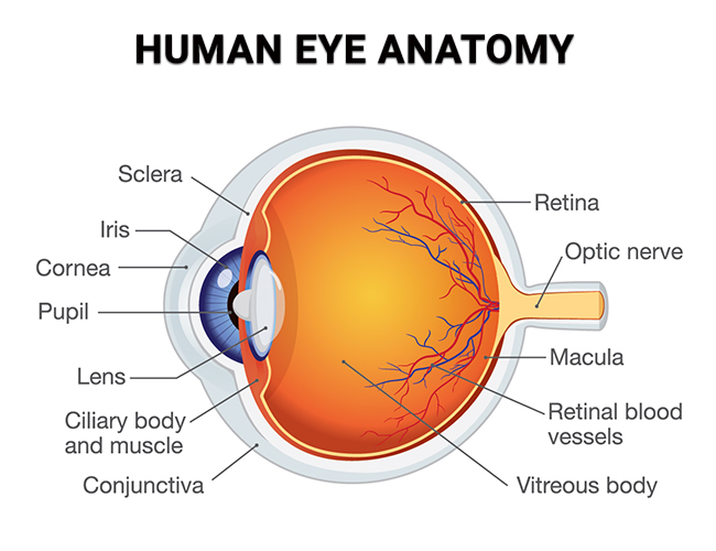 Human Eye Anatomy